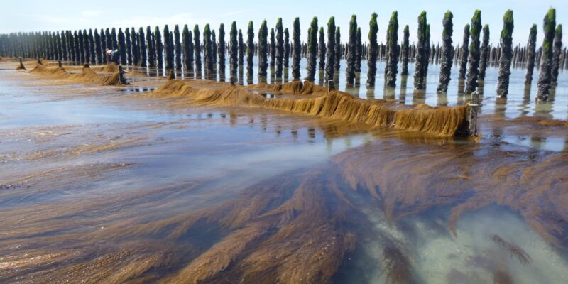 Sargasses retenues par un barrage devant une zone conchylicole normande